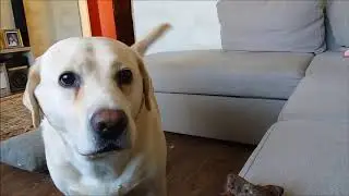 Мисси обнаглела