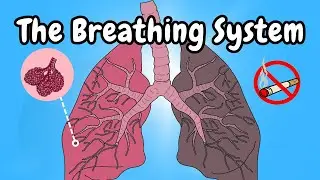 The Breathing System Overview