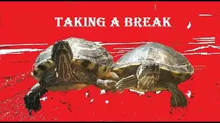 Turtles Take a Break