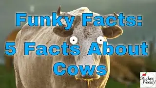 Studies Weekly Funky Facts: 5 Facts about Cows