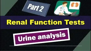 Renal function tests I Part 2 I Urine analysis