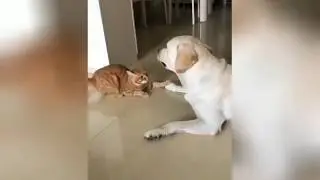 Cat lovely calms down dog