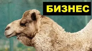 Разведение верблюдов как бизнес идея (Верблюдоводство)