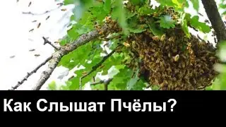 №66 Как Слышат Пчёлы? Обмен Опытом. Пасека. Пчеловодство.
