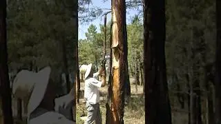#SHORT | 🌲 Los RESINEROS. Obtención tradicional de RESINA de los pinos (Vídeo completo en mi canal)