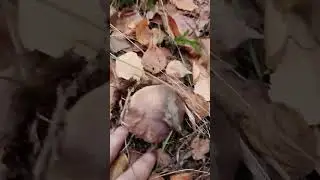 Белые грибы в середине октября.