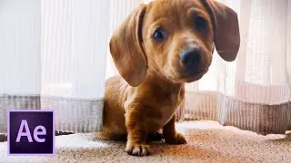 “THE BIG HEAD DOG” – Adobe After Effects Tutorial