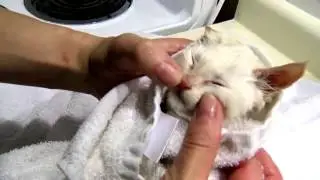 Как нужно купать котят.