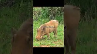 Warthog Kneeling While Grazing #wildlife  😂