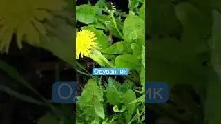 Польза одуванчика