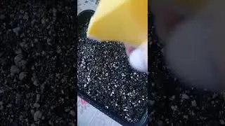Посев петуний🌸 Поездка в Ашан ☝️ Обзор покупок для дачи 👌