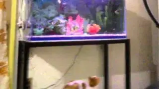 So ein leckerer Fisch