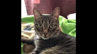 Шок!!! У Лилбаксика Появился Злой Двойник! Кот ЛжеБаксик!!!