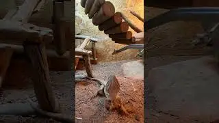 Mon pogona henrylawsoni qui mange en faisant son numéro