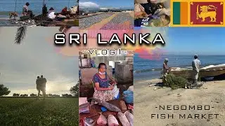 SRI LANKA VLOG-1 SRI LANKA'DA ILK GUNUMUZ-FISH MARKET-NEGOMBO
