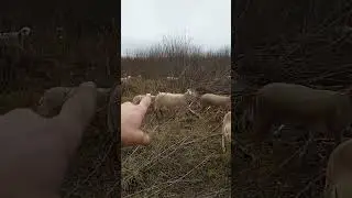 Катумские овцы. Октябрь на пастбище.