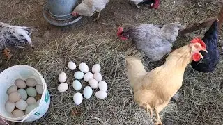 Collecting Blue Eggs from the Nests