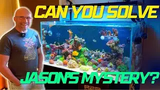 Jason's Mystery Reef Problem