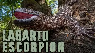 Lagarto escorpión | Turipache Wildlife.