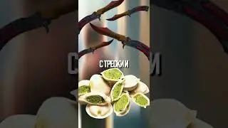 открываю КЕЙСЫ каждый день пока не выпадет НОЖ № 5  #shorts #кейсы #cs2 #кс2 #cs #кс
