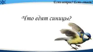 Что едят синицы? [297]