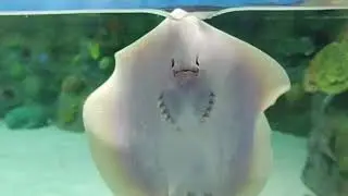 Stingray swimming in aquarium