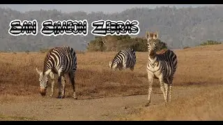 San Simeon Zebras