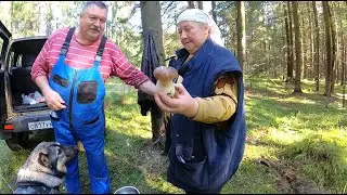 ЗА ГРИБАМИ  в СЕНТЯБРЕ ...   2023 г.