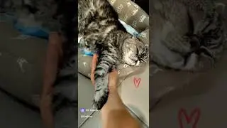 Моя Маркиза