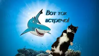 Блохэй акула из ИКЕА и Матюша / Ikea Shark BLAHAJ