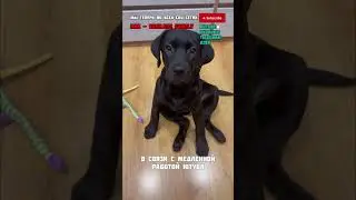 Если вам интересно наблюдать за нами, очень ждём❤️#dog#собака #лабрадор #животные #топ #щенок #dogs