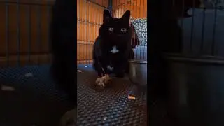 Чернушка Воробьева...  сбылась мечта!