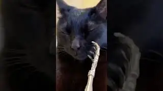 #cat #животные ))