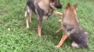 Кавказ со Славянской Душой 2 мес. и его взрослые подружки