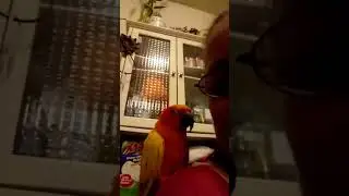 Sun conure , "Sunny"