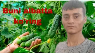 Bodiring kasallanyapti  extiyot bo'ling