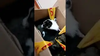 В Тверской области на вокзале выкинули коробку с щенками. Подробнее в нашем Телеграме!