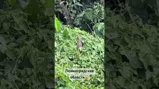 Всеволожск, куда приехали?