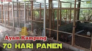 SIDAK PETERNAKAN AYAM KAMPUNG 70 HARI PANEN