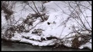 Mink in snow