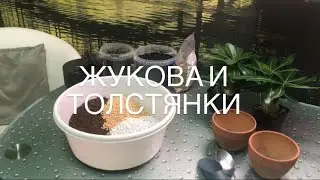 Адениумы Арабикумы, грунт, пересадка.