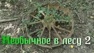 Необычное в лесу 2