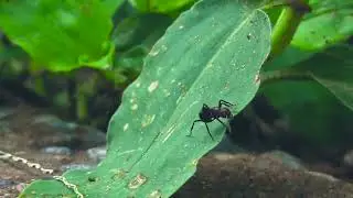 Життєвий цикл мурахи 🐜🐜🐜