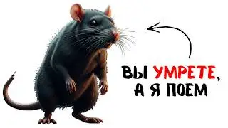 ТЫ — ЧУМНАЯ КРЫСА. Как все было?