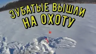 НЕ УСПЕВАЮ ПЕРЕСТАВЛЯТЬ ЖЕРЛИЦЫ А ЩУКА УЖЕ АТАКУЕТ ЖИВЦА. рыбалка 2024