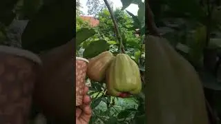 jambu klampok madu