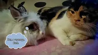 Не могу вас вспомнить😂#cats #кот #кошка #кошки #юмор #смешныекоты