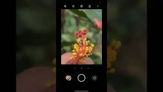 #mobilephotography #naturephotography #shortvideo #youtubeshorts