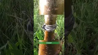 У муравьев есть питомцы 