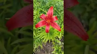 Лилия Монтесума (Восточная) 🌿